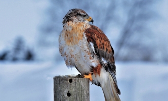 Voluptatem minima aspernatur