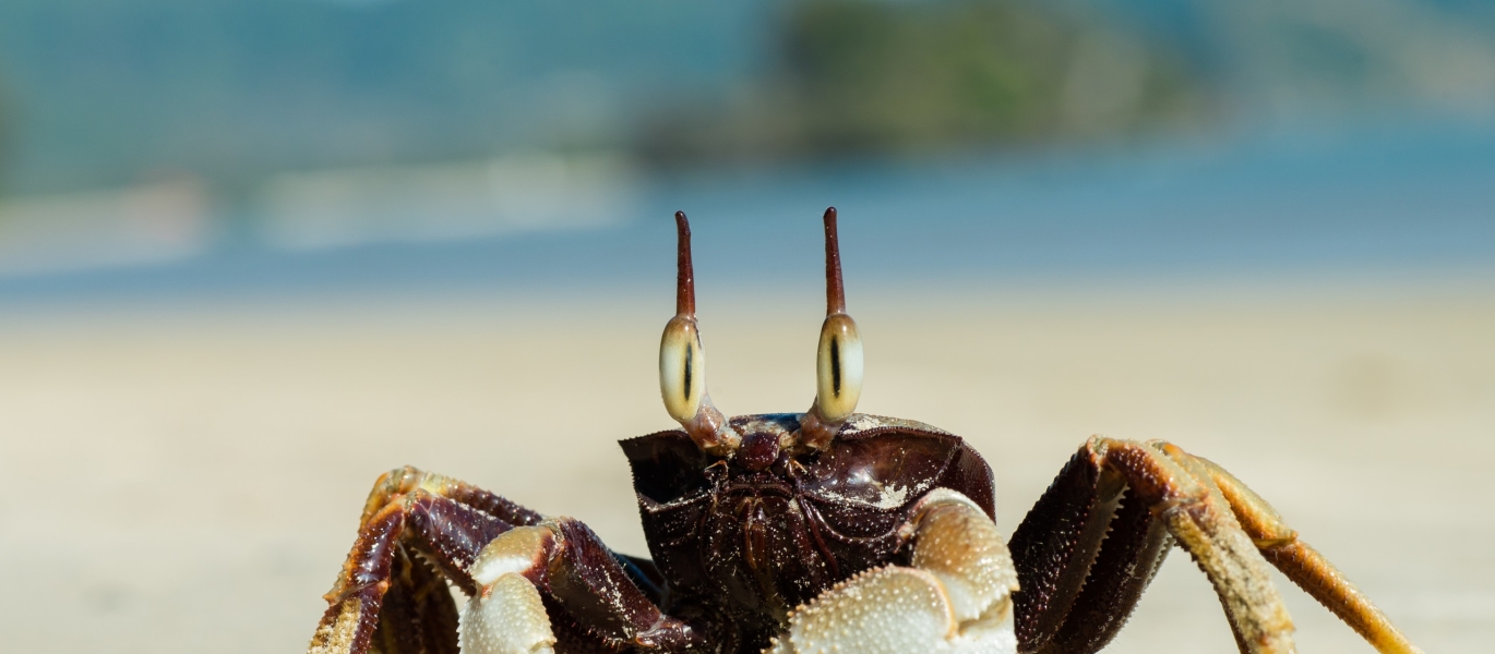 quas earum dolores ut veritatis